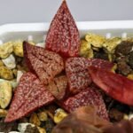Haworthia Seedling Picta 739 Original MS025 - 12