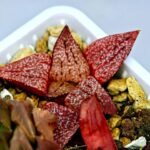 Haworthia Seedling Picta 739 Original MS025 - 13