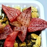 Haworthia Seedling Picta 739 Original MS025 - 14