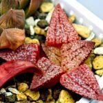 Haworthia Seedling Picta 739 Original MS025 - 15