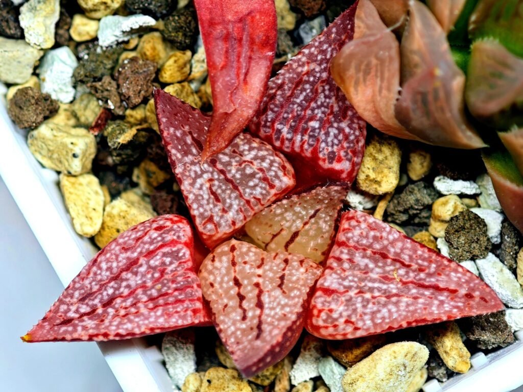 Haworthia Seedling Picta 739 Original MS025 - 16