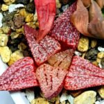 Haworthia Seedling Picta 739 Original MS025 - 16