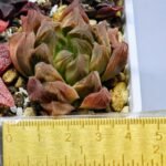 Haworthia Seedling Blue Lense x Marin VAR MS026 - 9