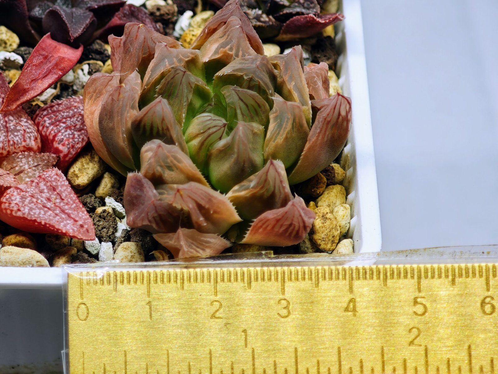Haworthia Seedling Blue Lense x Marin VAR MS026 - 9