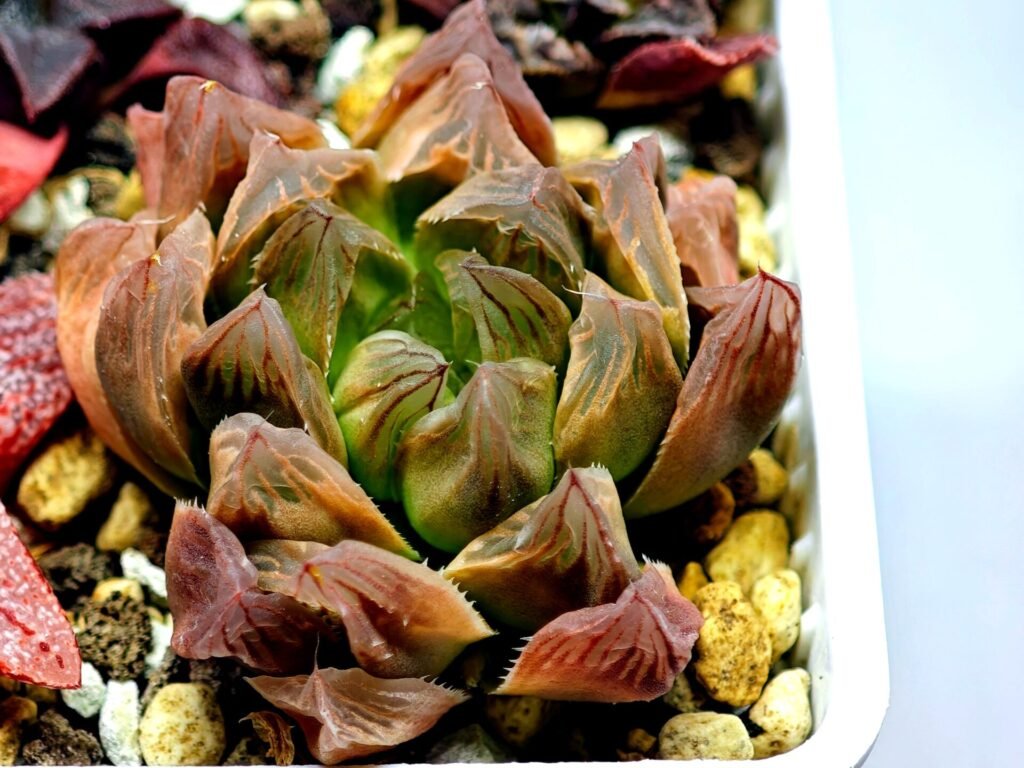 Haworthia Seedling Blue Lense x Marin VAR MS026 - 10