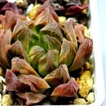 Haworthia Seedling Blue Lense x Marin VAR MS026 - 10