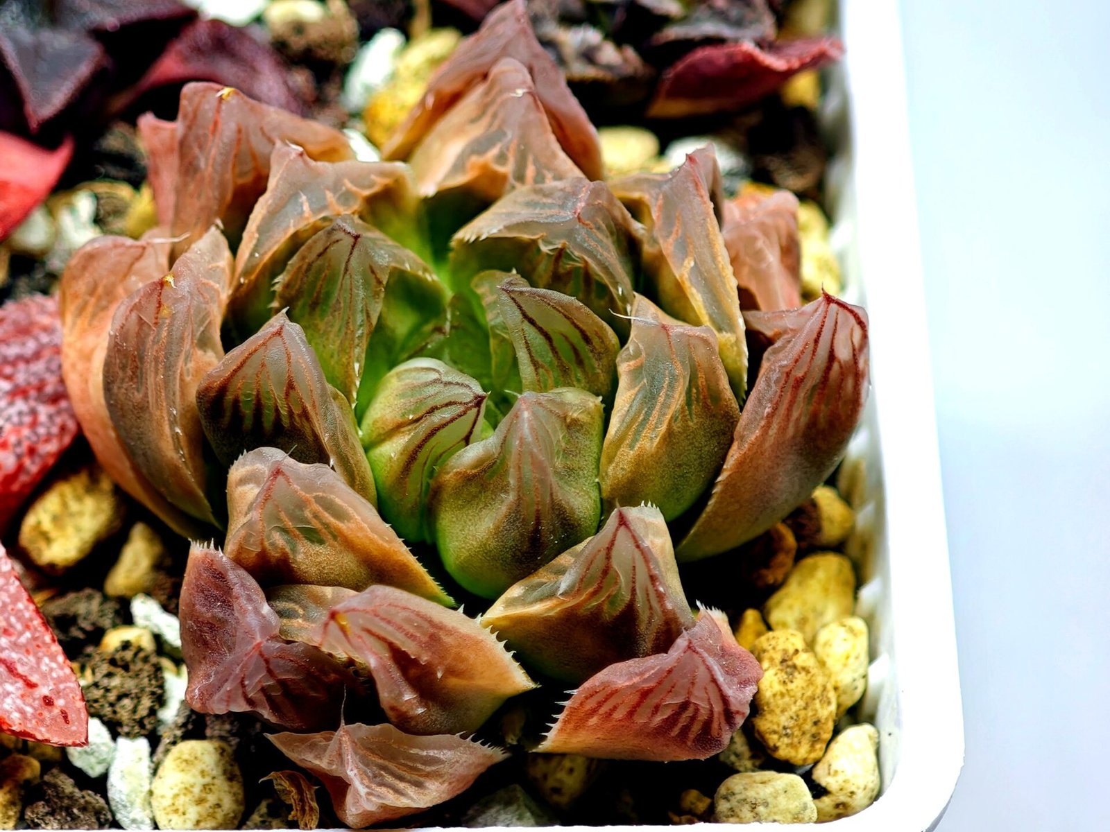 Haworthia Seedling Blue Lense x Marin VAR MS026 - 10