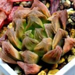 Haworthia Seedling Blue Lense x Marin VAR MS026 - 11