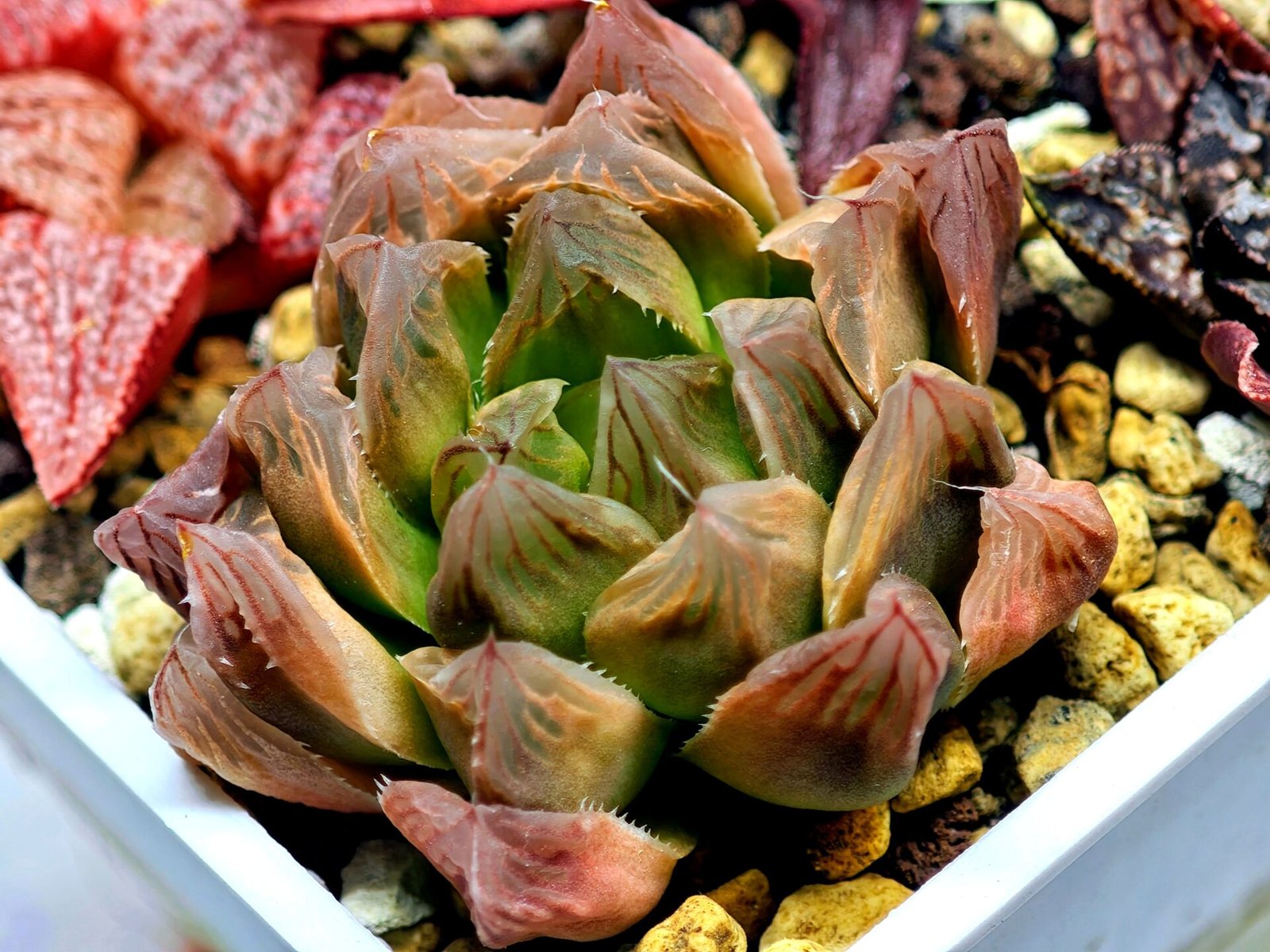 Haworthia Seedling Blue Lense x Marin VAR MS026 - 11