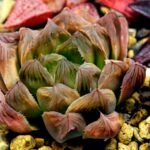 Haworthia Seedling Blue Lense x Marin VAR MS026 - 12
