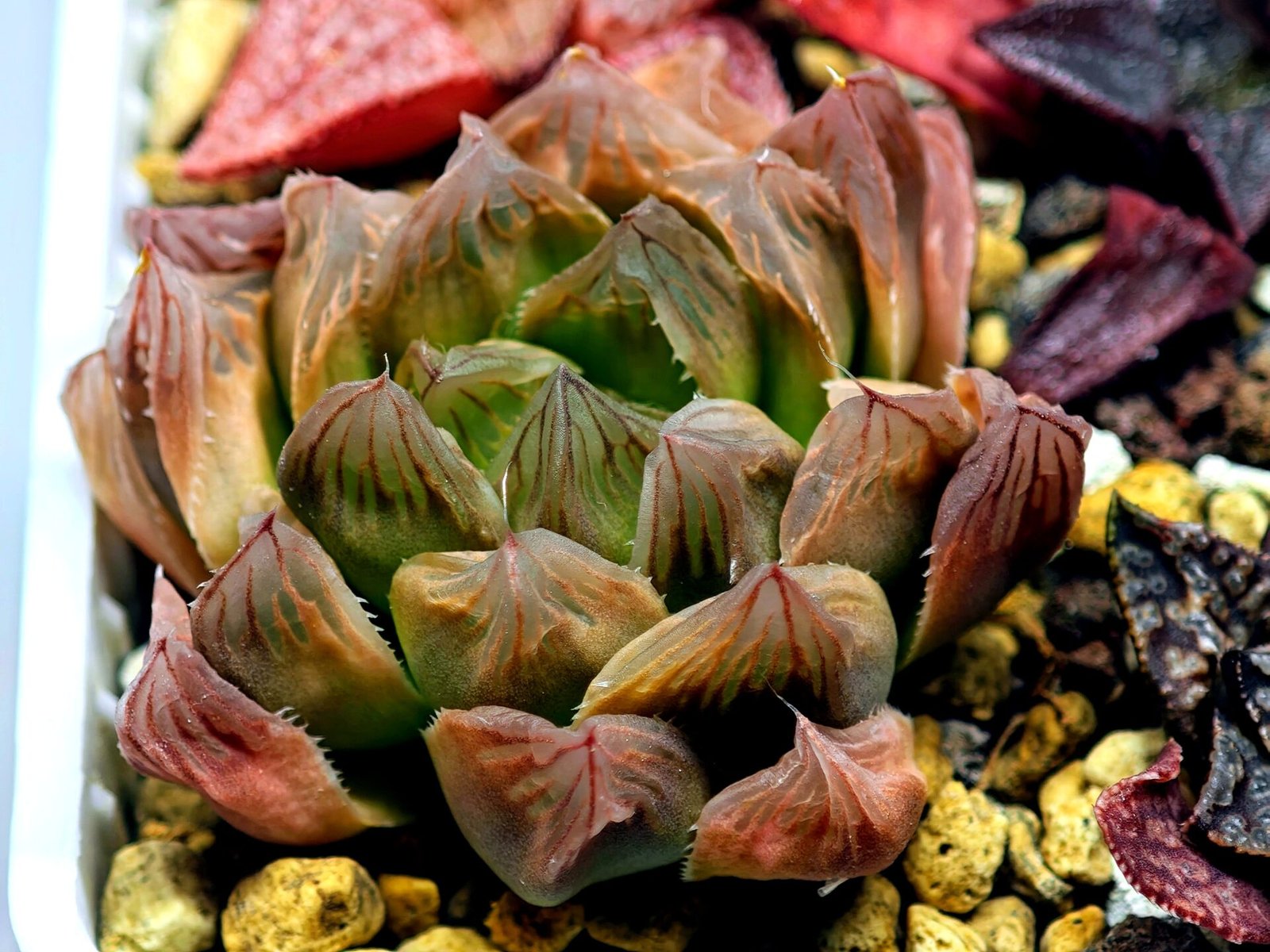 Haworthia Seedling Blue Lense x Marin VAR MS026 - 12