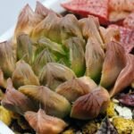 Haworthia Seedling Blue Lense x Marin VAR MS026 - 13