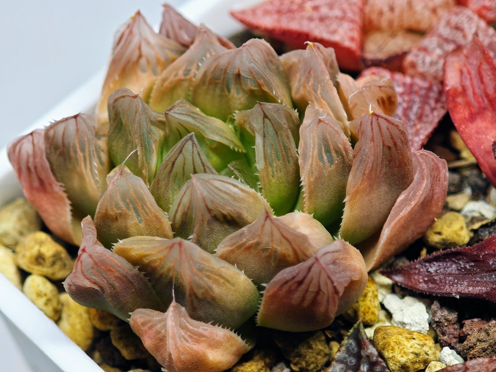 Haworthia Seedling Blue Lense x Marin VAR MS026 - 13