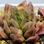 Haworthia Seedling Blue Lense x Marin VAR MS026 - 14