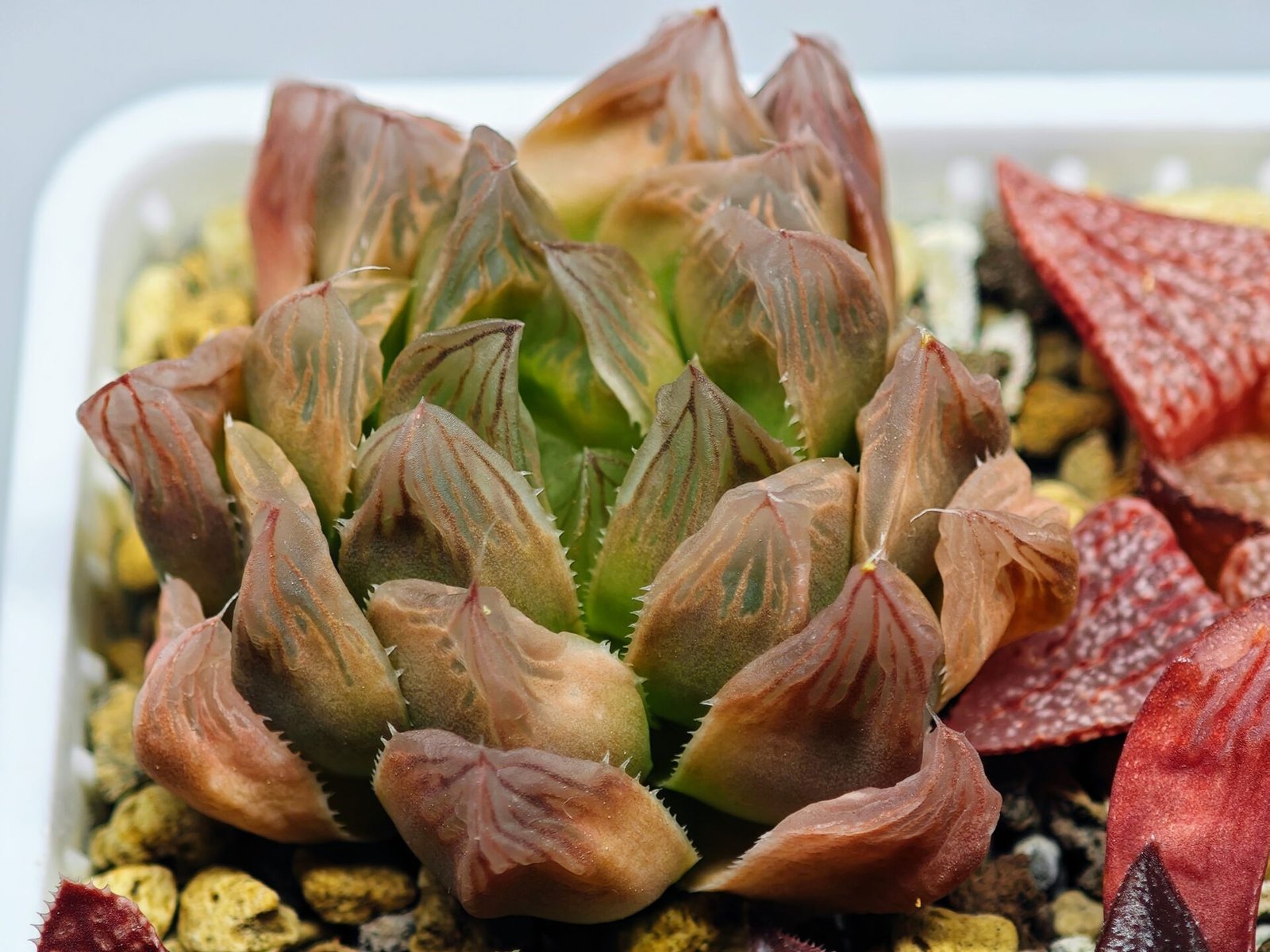 Haworthia Seedling Blue Lense x Marin VAR MS026 - 14