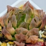 Haworthia Seedling Blue Lense x Marin VAR MS026 - 15