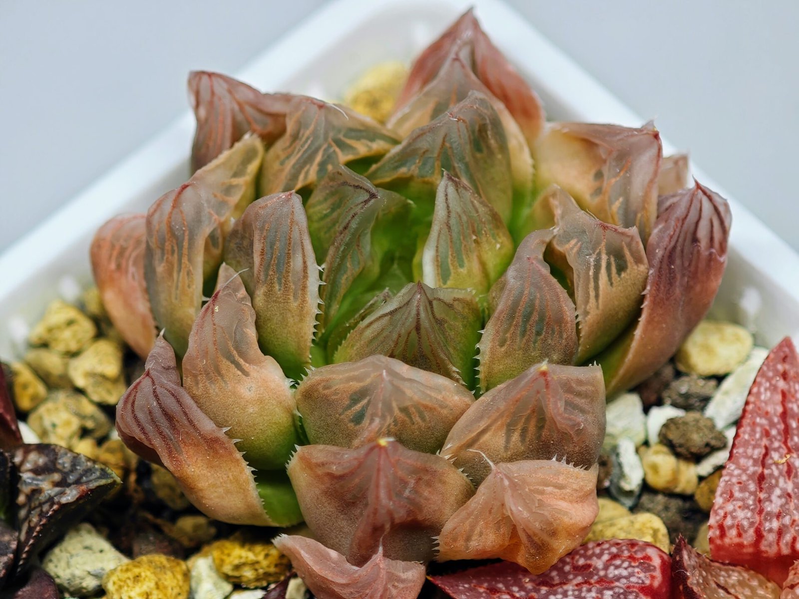 Haworthia Seedling Blue Lense x Marin VAR MS026 - 15