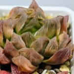 Haworthia Seedling Blue Lense x Marin VAR MS026 - 16
