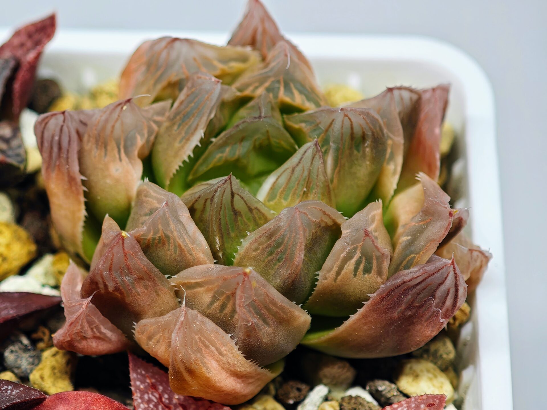 Haworthia Seedling Blue Lense x Marin VAR MS026 - 16