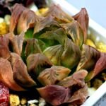 Haworthia Seedling Blue Lense x Marin VAR MS026 - 17