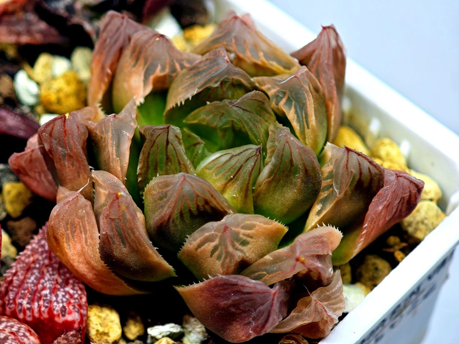 Haworthia Seedling Blue Lense x Marin VAR MS026 - 17