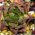 Haworthia Seedling Blue Lense x Marin VAR MS026 - 18