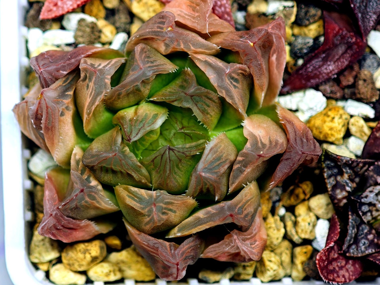 Haworthia Seedling Blue Lense x Marin VAR MS026 - 18