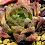 Haworthia Seedling Blue Lense x Marin VAR MS026 - 19