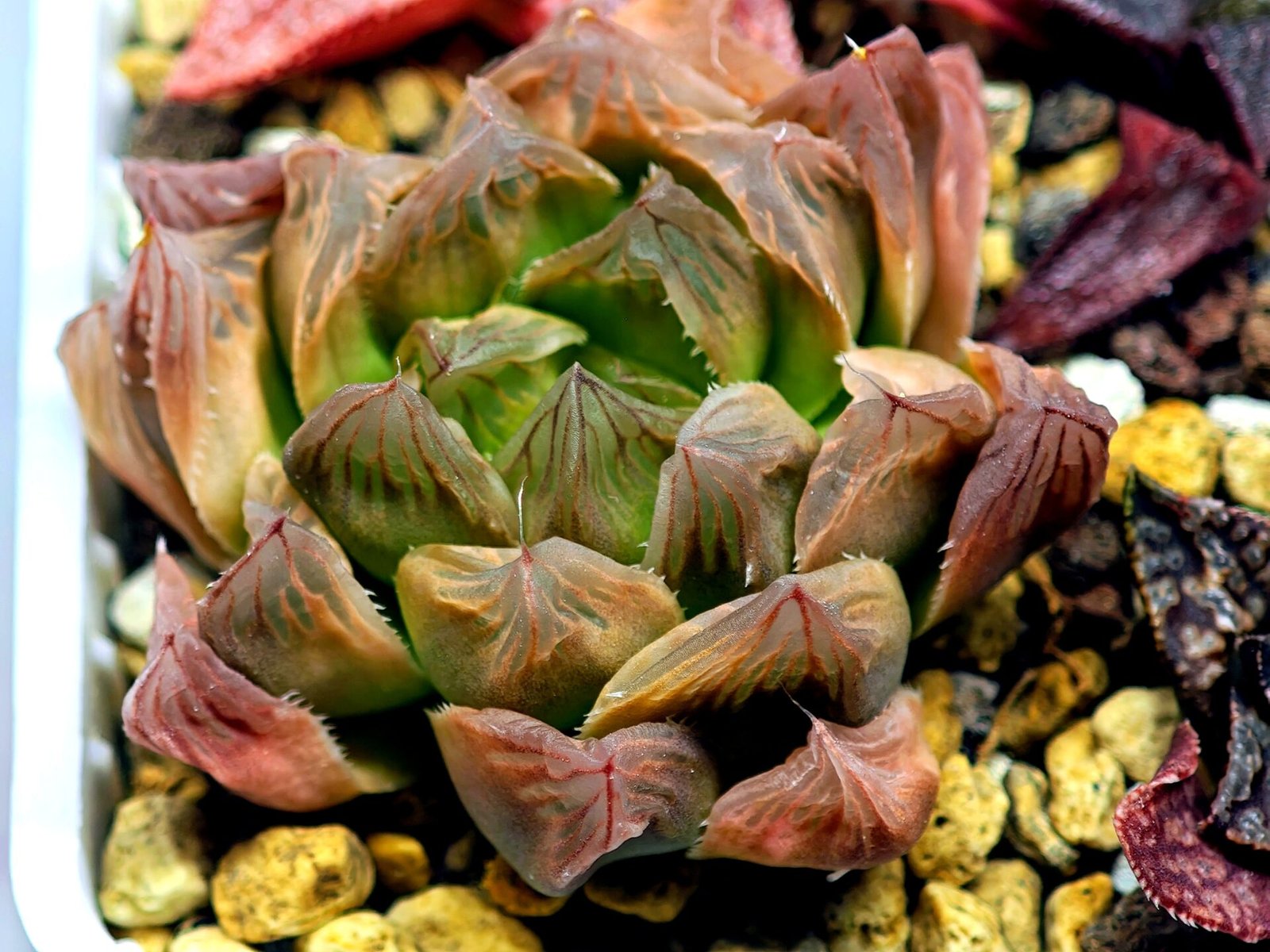 Haworthia Seedling Blue Lense x Marin VAR MS026 - 19