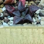 Haworthia Seedling Shimofuri MS028 - 10