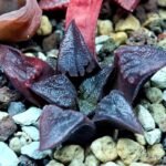 Haworthia Seedling Shimofuri MS028 - 11