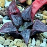 Haworthia Seedling Shimofuri MS028 - 12
