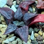 Haworthia Seedling Shimofuri MS028 - 13