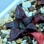 Haworthia Seedling Shimofuri MS028 - 14