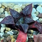Haworthia Seedling Shimofuri MS028 - 15