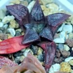 Haworthia Seedling Shimofuri MS028 - 16