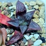Haworthia Seedling Shimofuri MS028 - 17