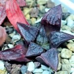 Haworthia Seedling Shimofuri MS028 - 18