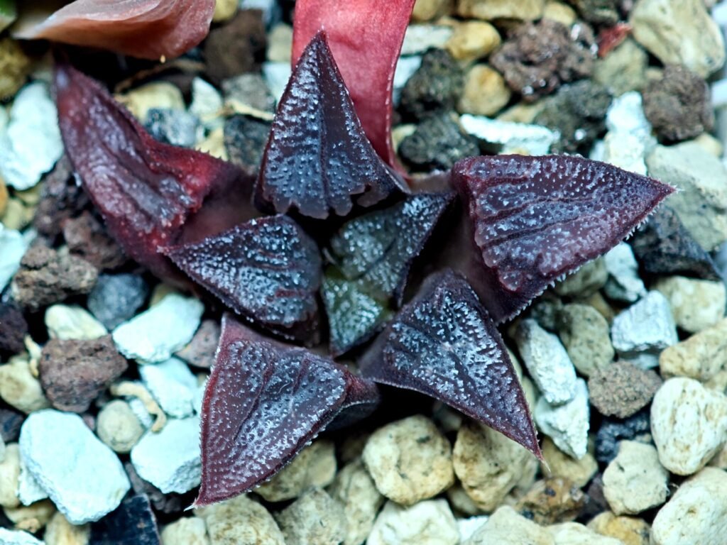 Haworthia Seedling Shimofuri MS028 - 19