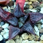 Haworthia Seedling Shimofuri MS028 - 19