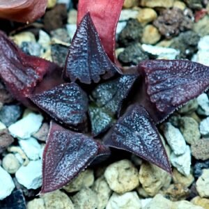 Haworthia Seedling Shimofuri MS028 - 19
