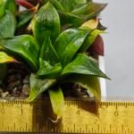 Haworthia Seedling MS022 Yoshida Retusa Dek Var - 10