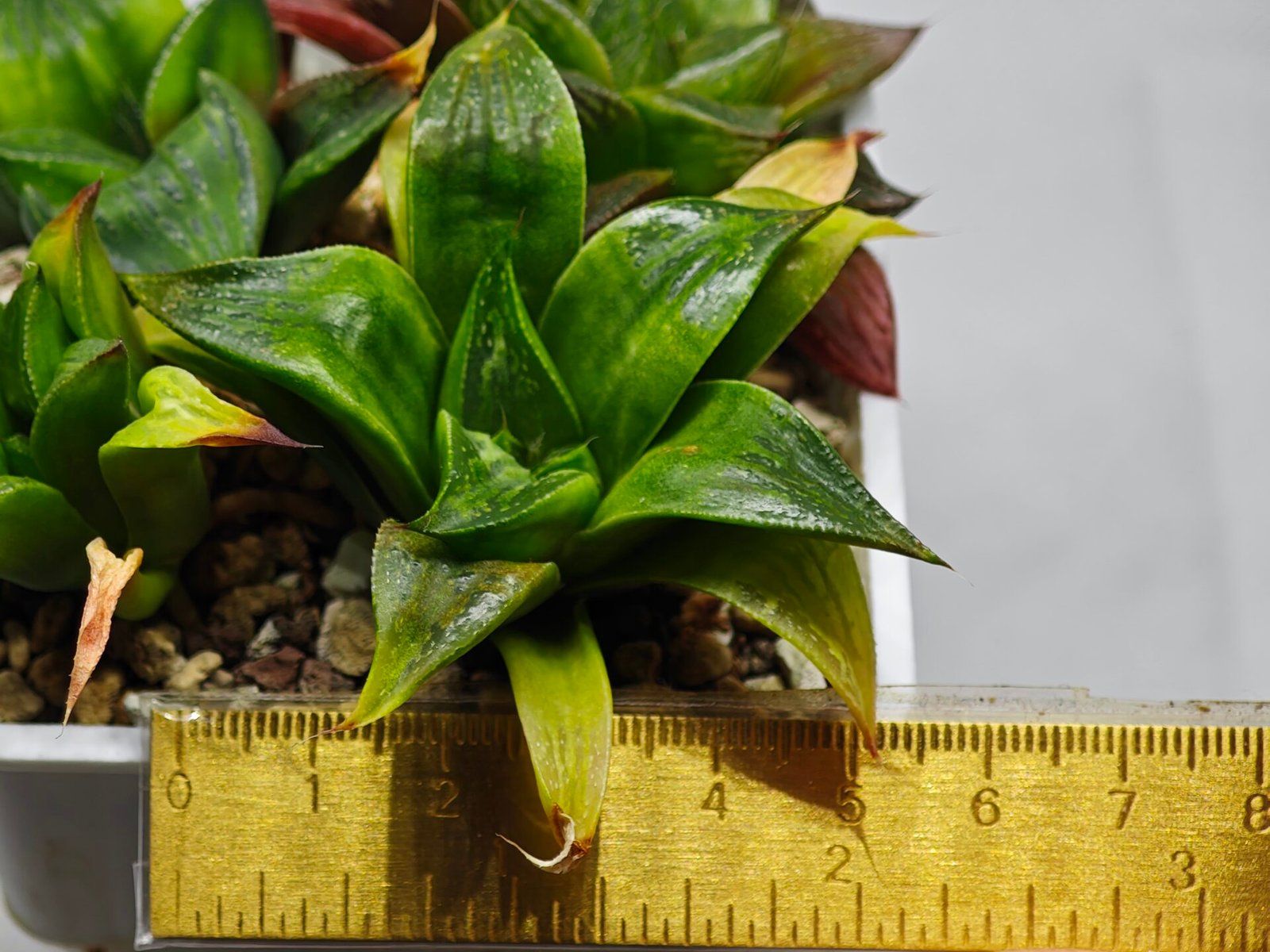 Haworthia Seedling MS022 Yoshida Retusa Dek Var - 10