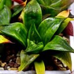 Haworthia Seedling MS022 Yoshida Retusa Dek Var - 11