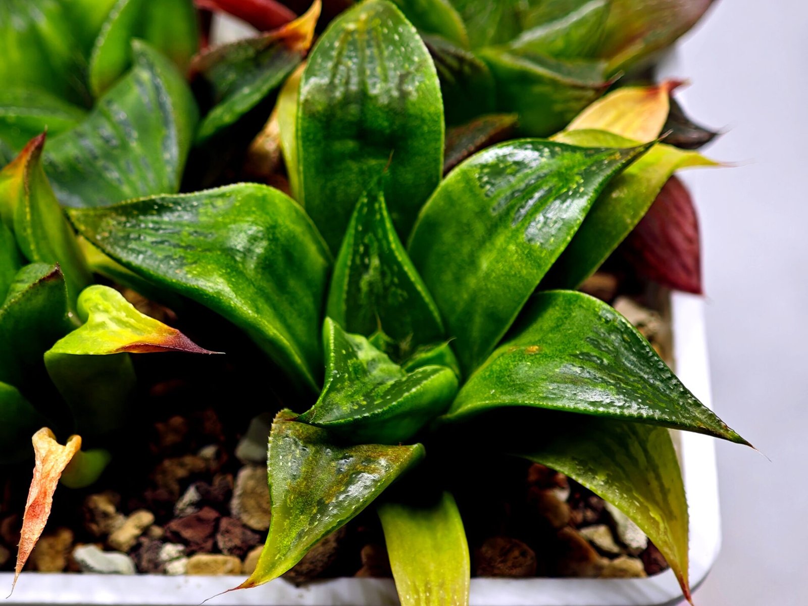 Haworthia Seedling MS022 Yoshida Retusa Dek Var - 11