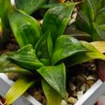 Haworthia Seedling MS022 Yoshida Retusa Dek Var - 12