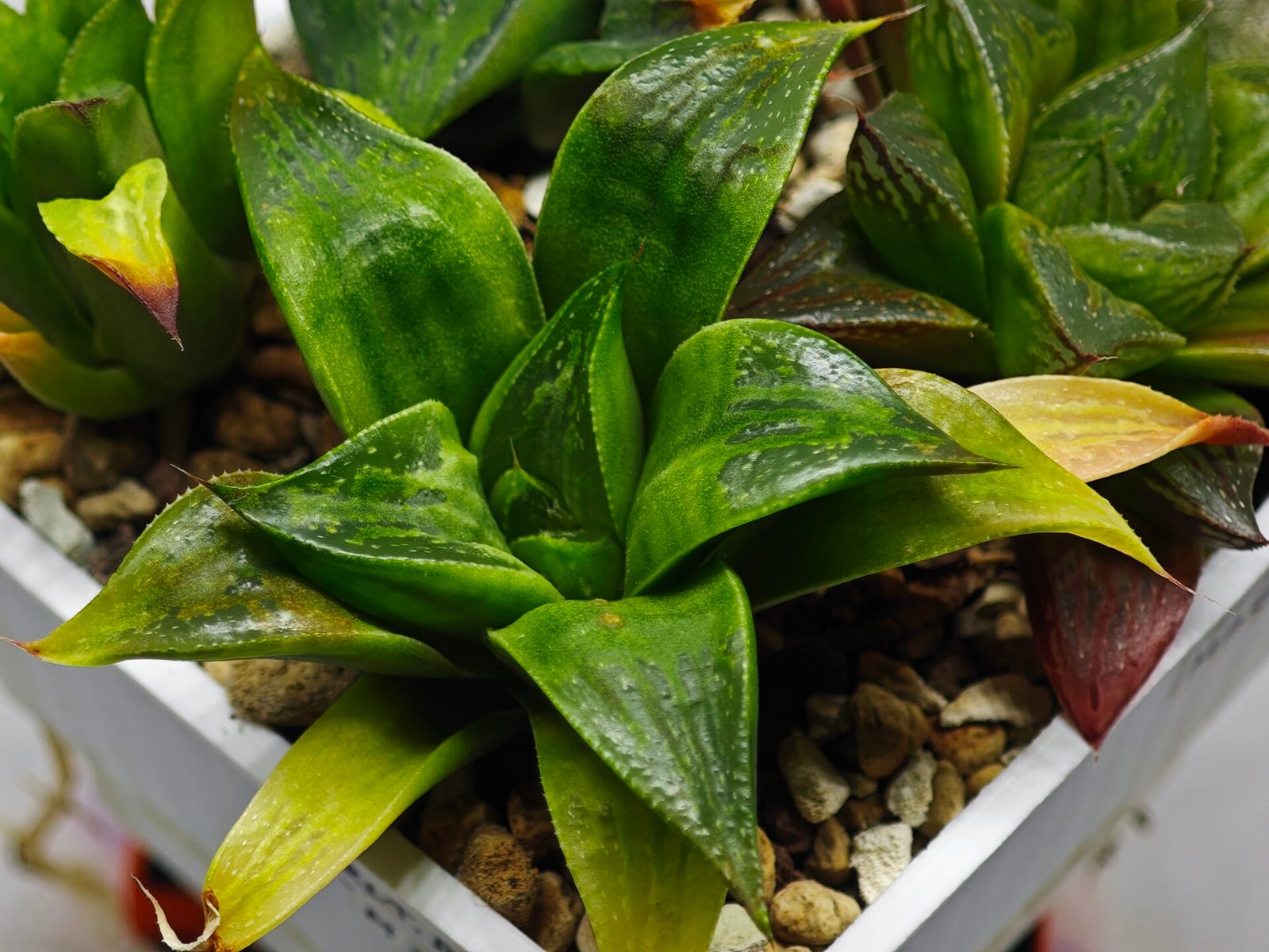 Haworthia Seedling MS022 Yoshida Retusa Dek Var - 12