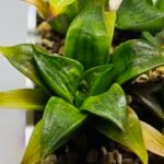Haworthia Seedling MS022 Yoshida Retusa Dek Var - 13