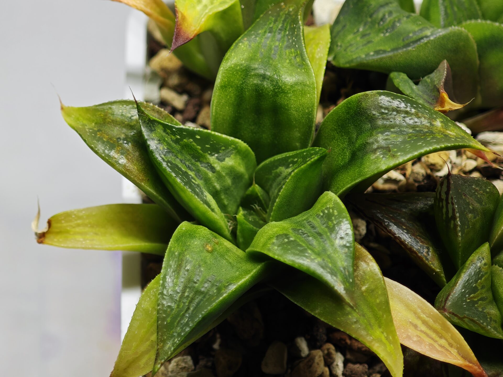 Haworthia Seedling MS022 Yoshida Retusa Dek Var - 13