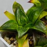 Haworthia Seedling MS022 Yoshida Retusa Dek Var - 14